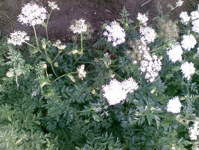 Ligusticum sinense seed